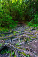 Gnarly roots crisscrossing the hiking path to Savage Falls, creating a tunnel-like feeling into thick trees in the forest, Savage Gulf State Park, Tennessee
