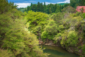 Obraz premium A lush native forest in Rotorua, New Zealand, surrounds a peaceful stream beneath an overcast sky. The vibrant greenery contrasts beautifully with the partially visible red-roofed structure