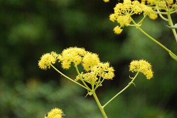 Basílica de la Transfiguración en el Monte Tabor, Israel
