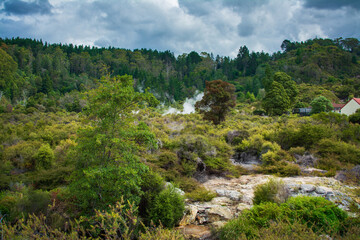 Geothermal steam rises through native Rotorua bush under a moody sky, surrounded by lush greenery, mineral rock, and hints of rural life on the forest's edge