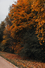 Alley in autumn park with fallen leaves, seasonal nature with orange trees, background for posters, postcards or calendars