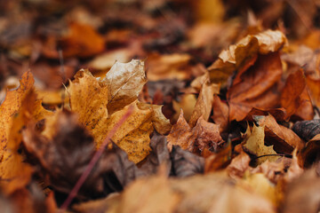 Orange yellow fallen leaves in autumn park, background for posters, postcards or seasonal calendars