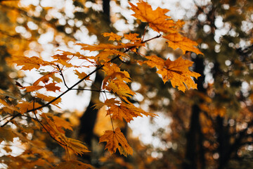 Seasonal nature with orange trees in autumn park , background for posters, postcards or calendars