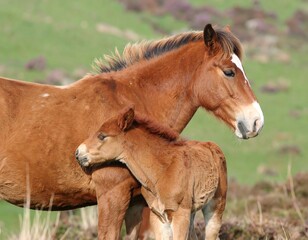 Mother horse and foal in a grassy field