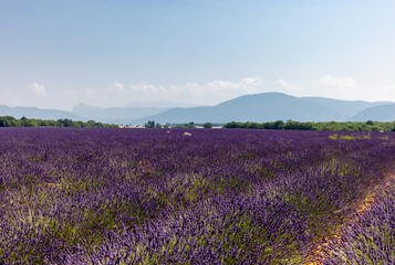Lavender fields on the Plateau of Valensole. Provence, France.