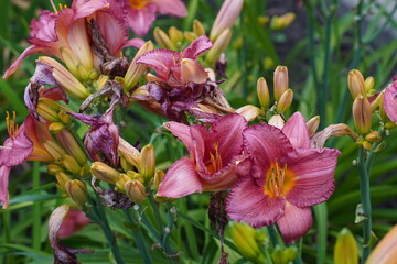  Daylilies in full bloom with vibrant peach petals and lush green leaves fill the garden. The close-up view highlights the intricate details of the flowers and buds.