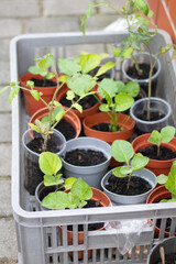 Crate of Potted Seedlings on Stone Surface