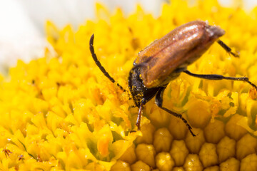 a leptura beetle on a chamomile flower with a blurred background. a colorful macro photo of an insect. a detailed photo. a screensaver. a space for text.