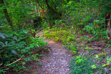 Obraz premium Sunlight dappled hiking trail to Savage Falls bordered with ferns, trees and rhododendron in Savage Gulf State Park, Tennessee
