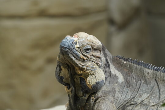 Rhinoceros iguana