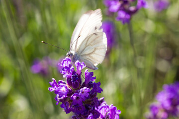 a white butterfly on a blue flower. on a blurred background. a colorful macro photo of an insect. a detailed photo. a screensaver. a place for text.