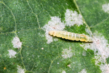 leafroller caterpillar on a green leaf. colorful macro photo of an insect. detailed photo. screensaver. space for text.