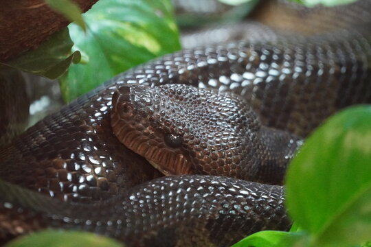 Madagascar tree boa