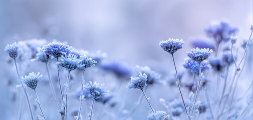 The delicate beauty of frosted blue flowers in a serene winter landscape.