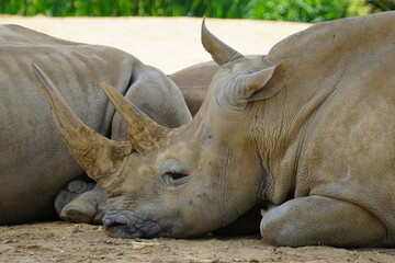 White rhinoceros