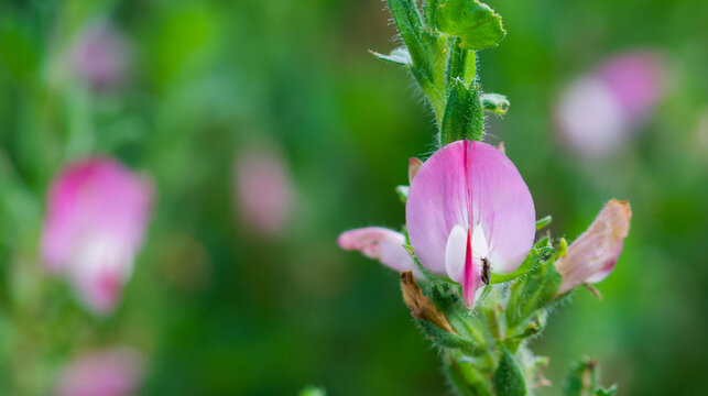 Beautiful close-up of ononis repens