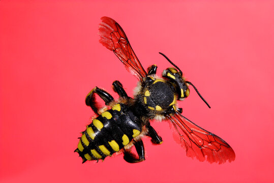 a bee on a red background. a colorful macro photo of an insect. a detailed photo. a screensaver. space for text. big eyes.