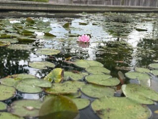 Water Lilies on a Calm Pond – Close-Up and Perspective Views