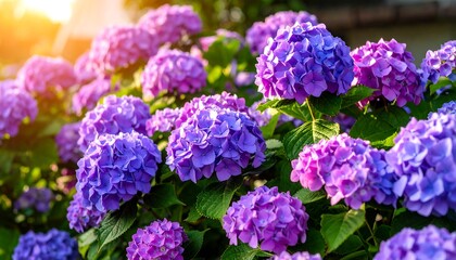 Beautiful blossoming hydrangeas in summer garden at sunset, floral photography