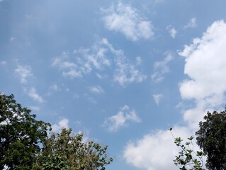 Obraz premium sky and tree