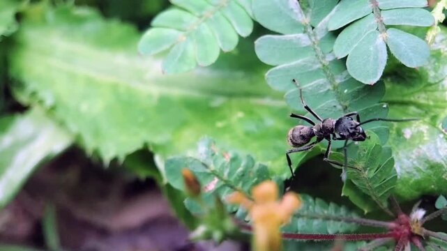 Closeup of a Black Spiny Ant Exploring Green Leaves in Tropical Garden, Nature Macro Insect Footage