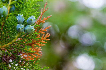 thuja cones on a colorful blurred background. colorful macro photo of a plant. detailed photo. screensaver. space for text.