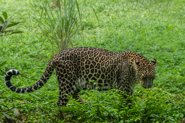 Indian Leopard wild cat from South Asian forests and woodlands, Goa Wildlife Sanctuary Reserve India