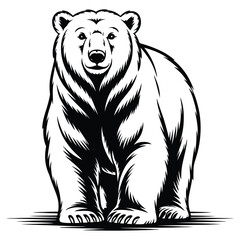 bear vector illustration