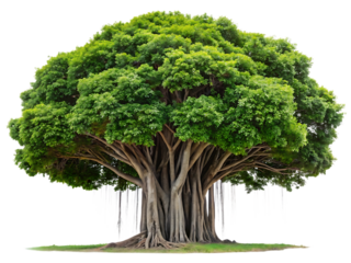 Large banyan tree with aerial roots isolated on transparent background
