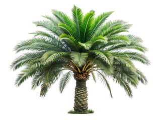 Obraz premium Full palm tree isolated on transparent background