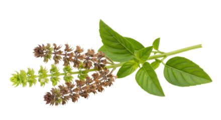 Isolated Sprig of Holy Basil