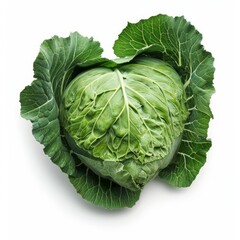 Fototapeta premium Fresh green cabbage is sitting on a white background in a studio setting