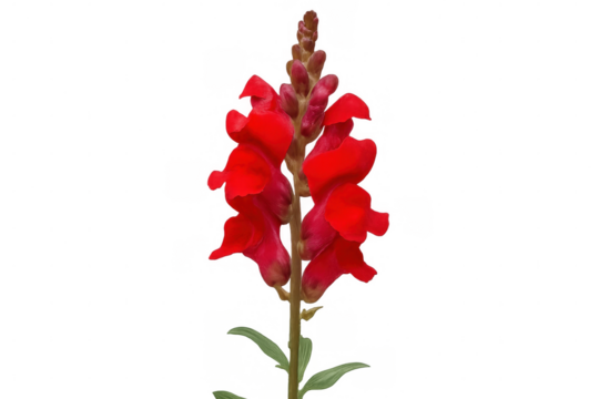 Vibrant red snapdragon flower in full bloom, isolated on a transparent background, ready for seamless integration into any design project