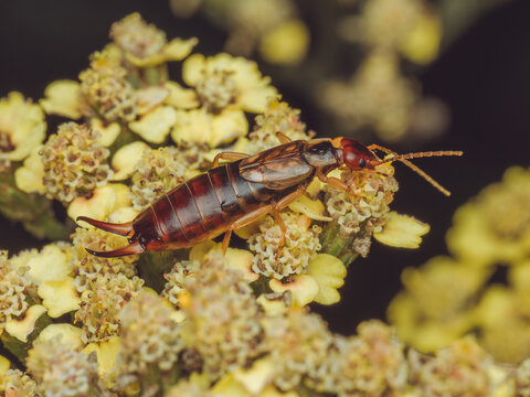 A Common earwig feeding on a Achillea plant (Forficula auricularia)