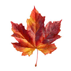 Obraz premium Autumn maple leaf isolated on transparent background