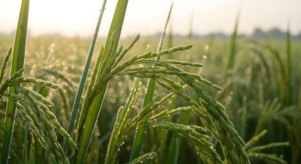 Close-Up of Dewy Rice Plants in a Sunlit Cultivated Field.