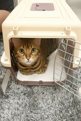 A wide-eyed Bengal cat peeks out from its open pet carrier on a soft carpet, ready for a vet visit or travel