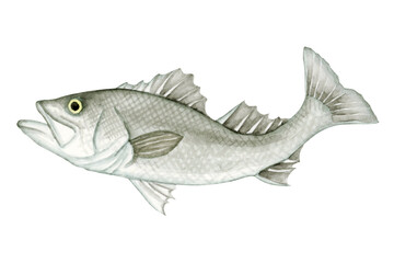 海釣り 魚釣り　魚 シーバス　水彩 イラスト