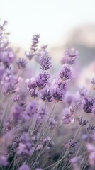 Naklejka premium Lavender flowers blooming in serene outdoor field