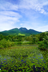 夏のいもり池から眺めた妙高山