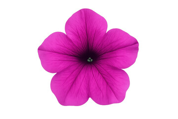 Pink petunia flower blooming, detailed petals emerging, transparent isolated background highlighting botanical elegance