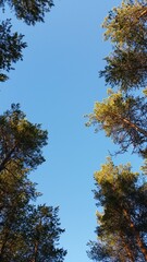 Obraz premium Pine tree tops against blue sky in Finland