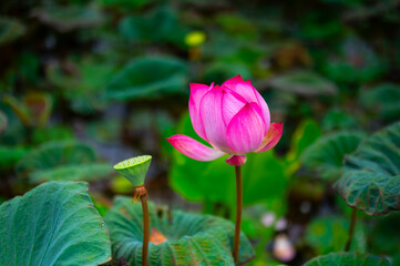 close up of blooming Lotus flower on Green blurred background.Colorful water lily or lotus flower Attraction in the pond .