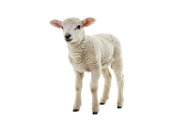 Fototapeta premium Young Lamb on White Background on transparent background