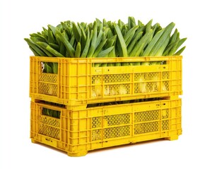 Fresh green onions in stacked yellow crates