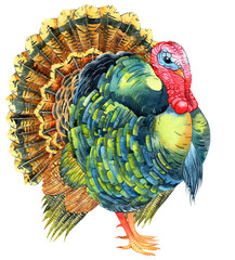 Watercolor turkey bird with colorful plumage on transparent background