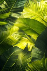 Sunlight streams through overlapping banana leaves, creating a vibrant yellow-green pattern ideal for summer, eco branding, or nature-inspired visuals.