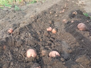 the potatoes are ripe, harvesting has begun