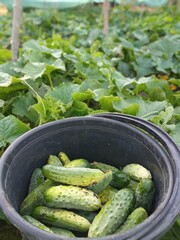 Today we picked a bucket of fresh organic cucumbers from our garden