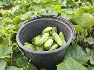Today we picked a bucket of fresh organic cucumbers from our garden